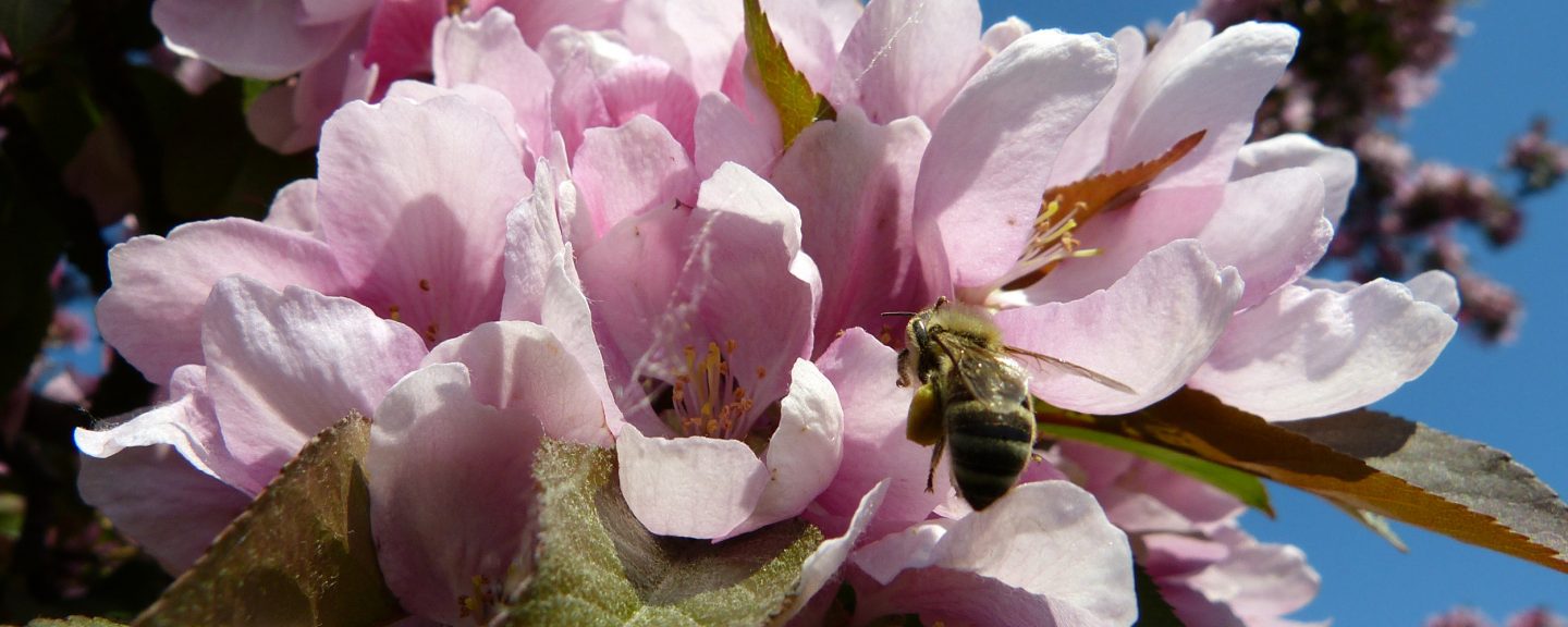 Deutscher Familienverband